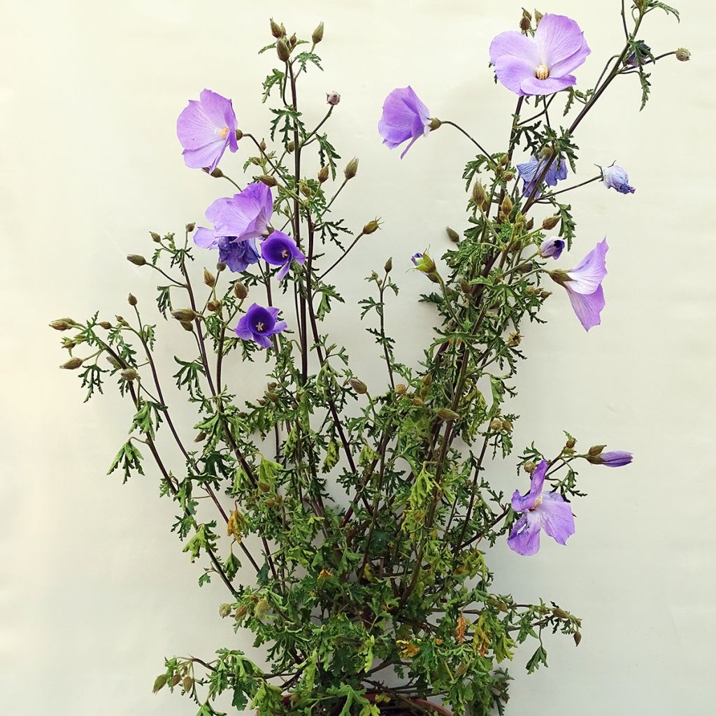 Alyogyne huegelii