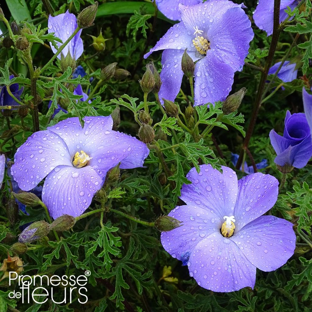 Alyogyne huegelii