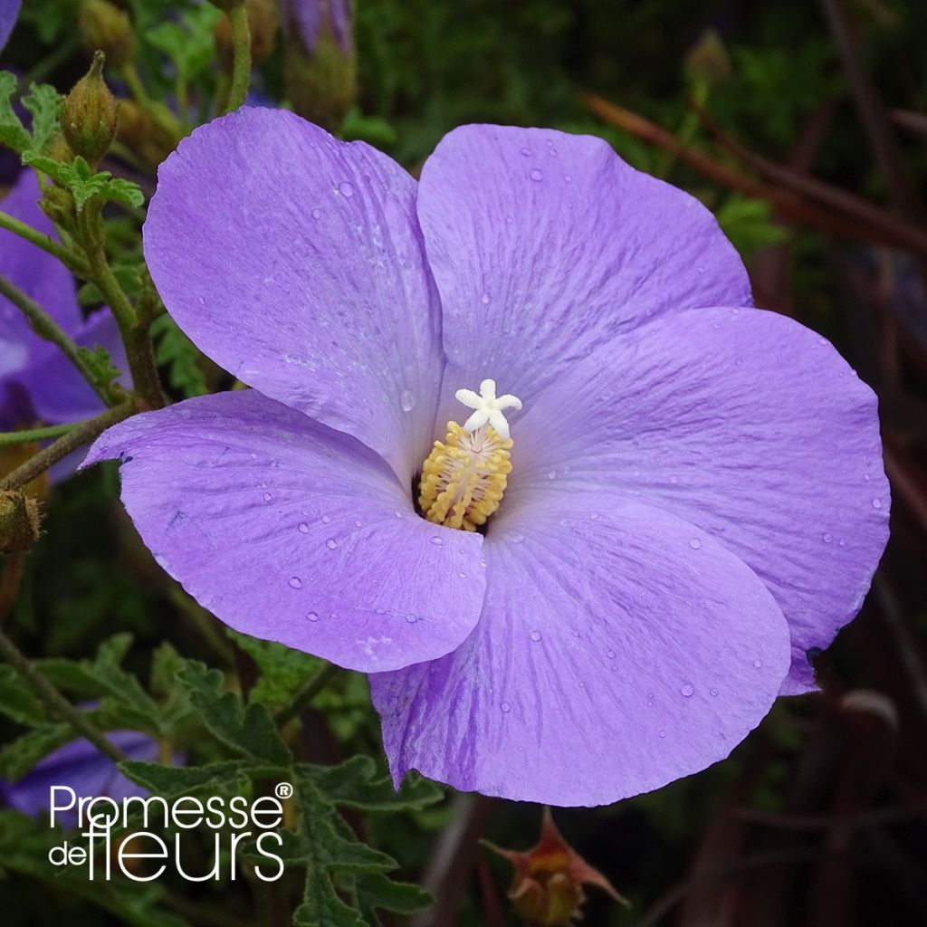 Alyogyne huegelii
