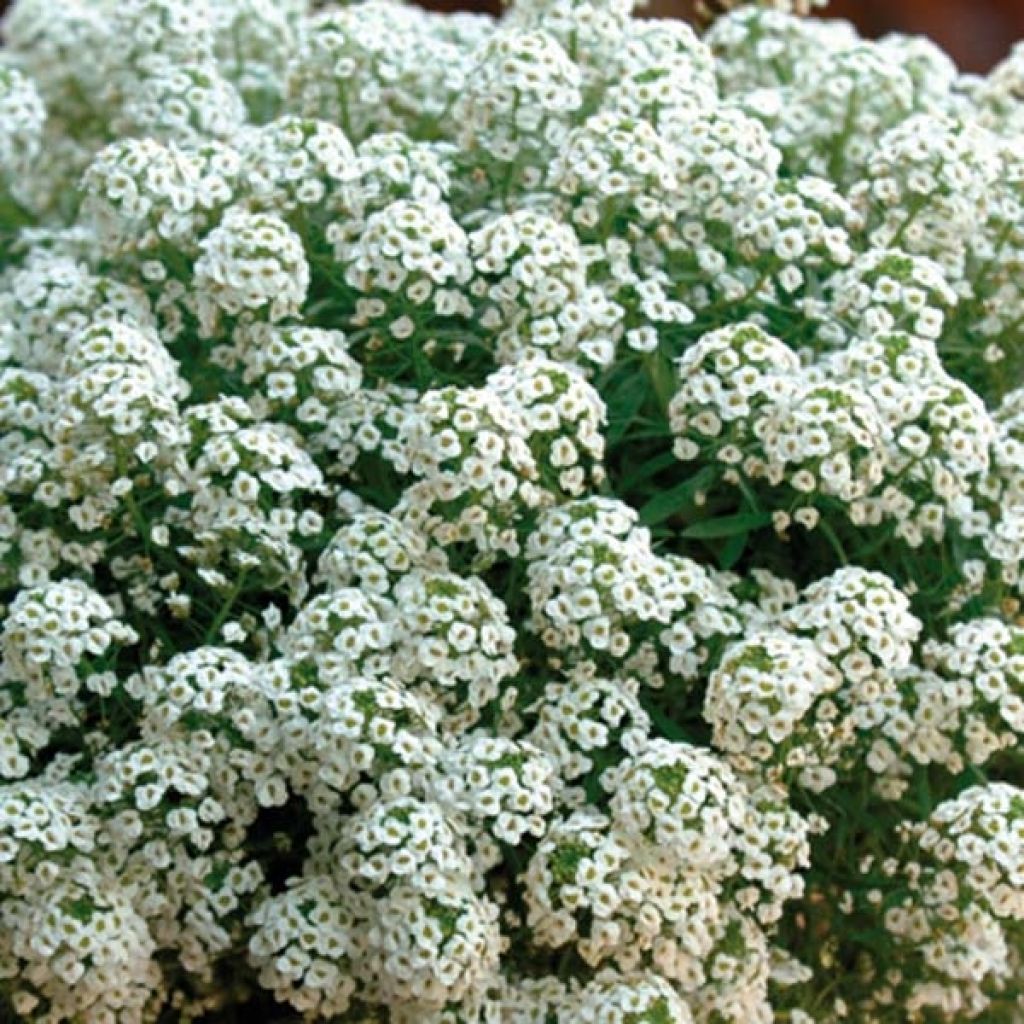 Lobularia Snow Princess