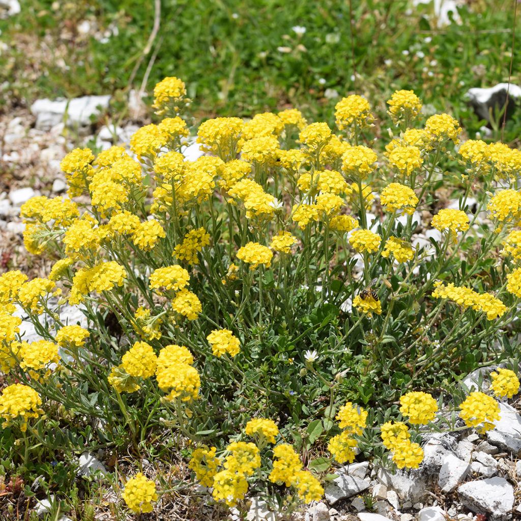 Alyssum montanum Berggold