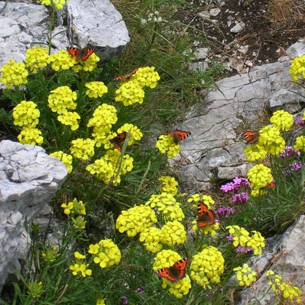 Alyssum montanum Berggold