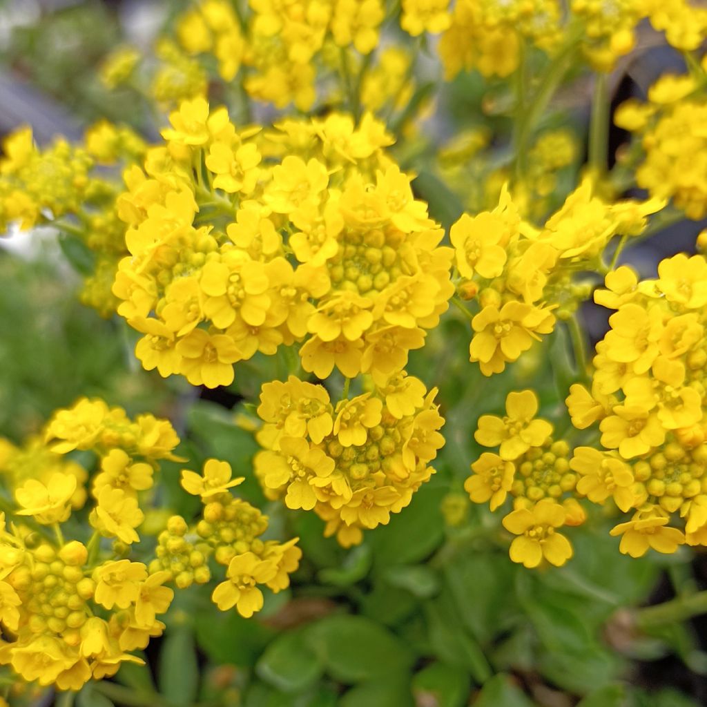 Alyssum saxatilis Goldkugel
