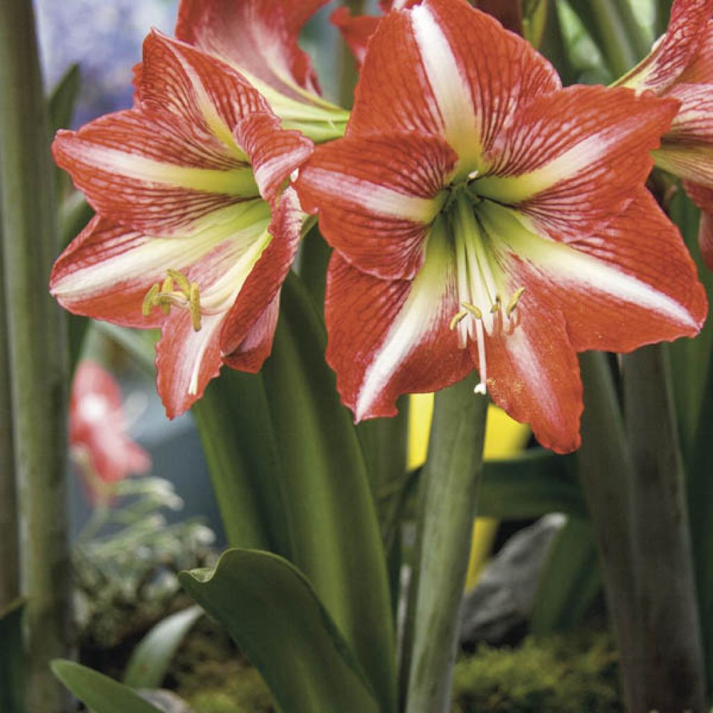Hippeastrum Baby Star - Amaryllis