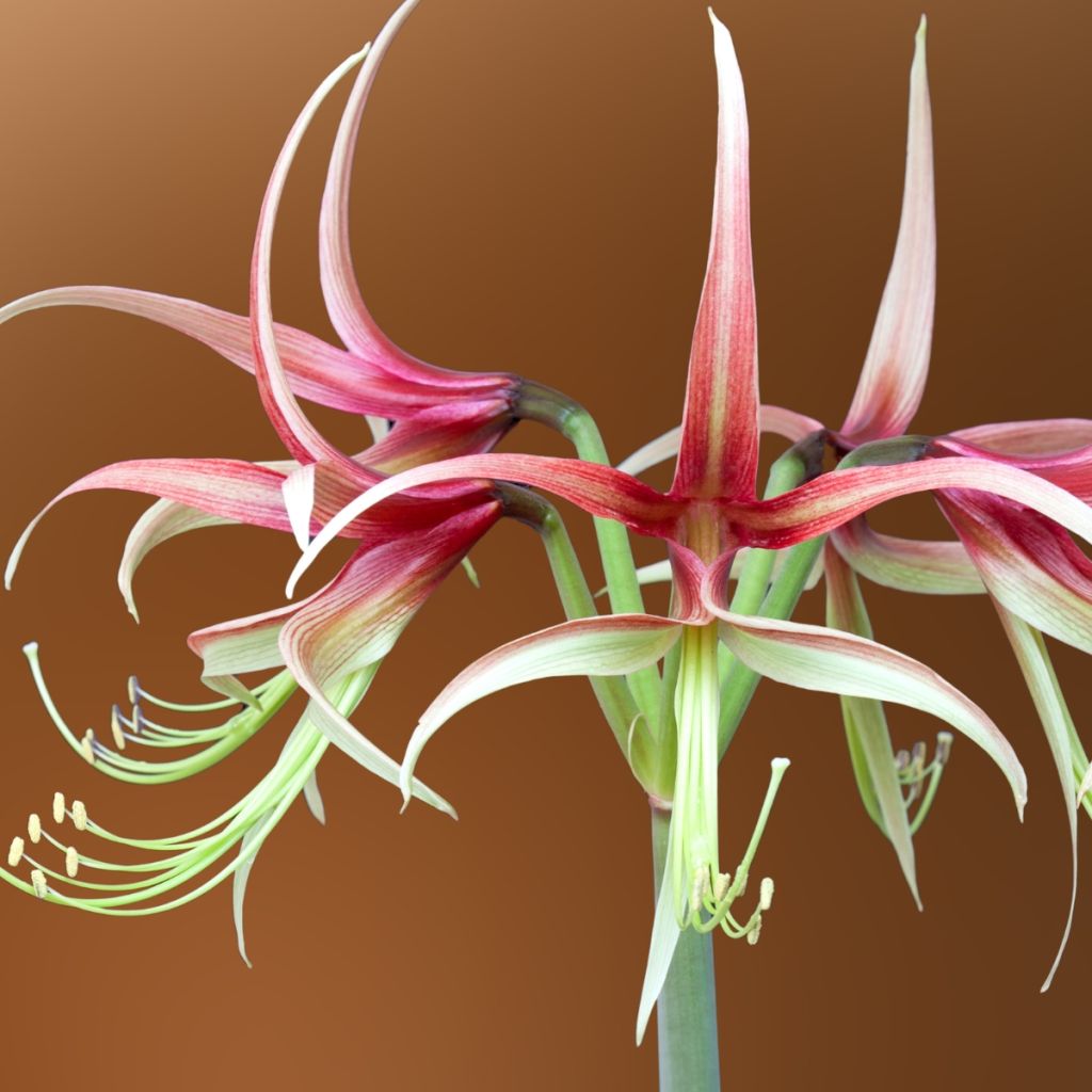 Hippeastrum Chico - Amaryllis  (spider group)