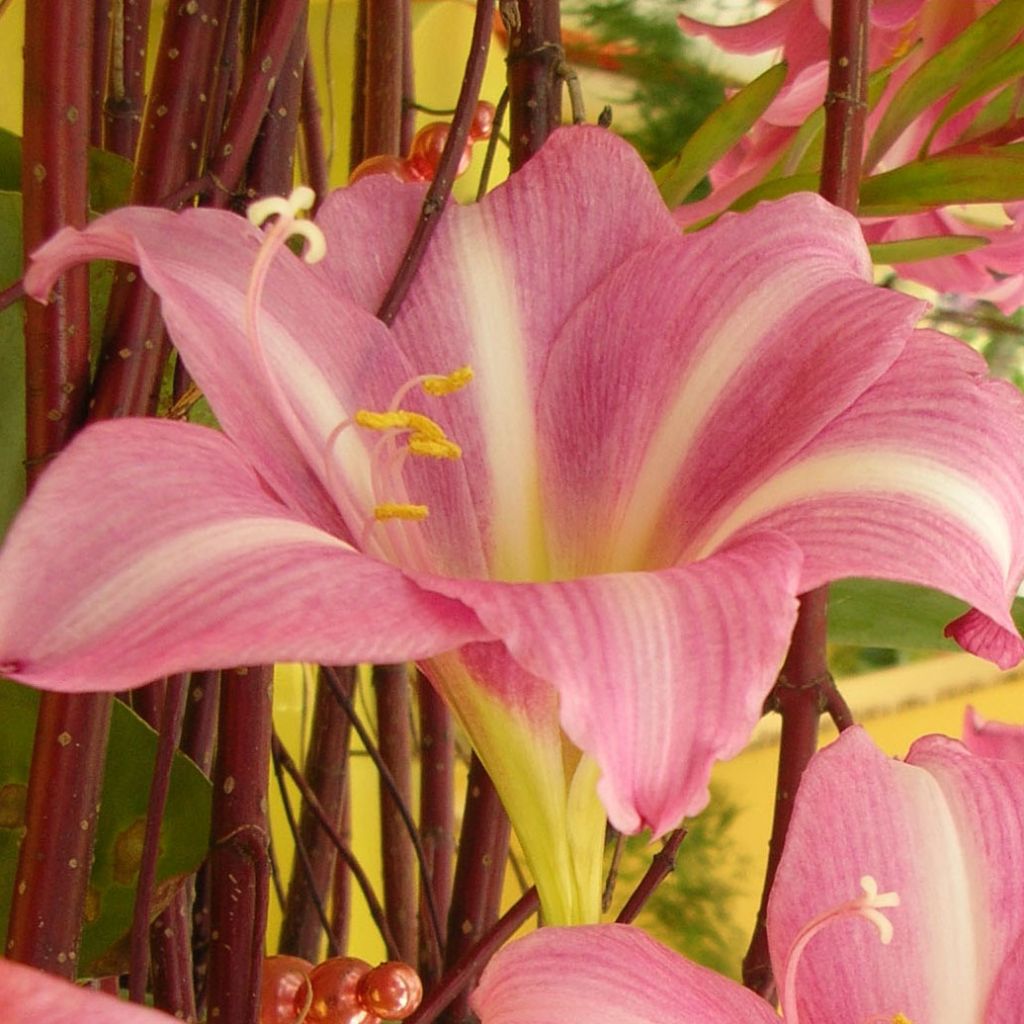 Hippeastrum  Estella
