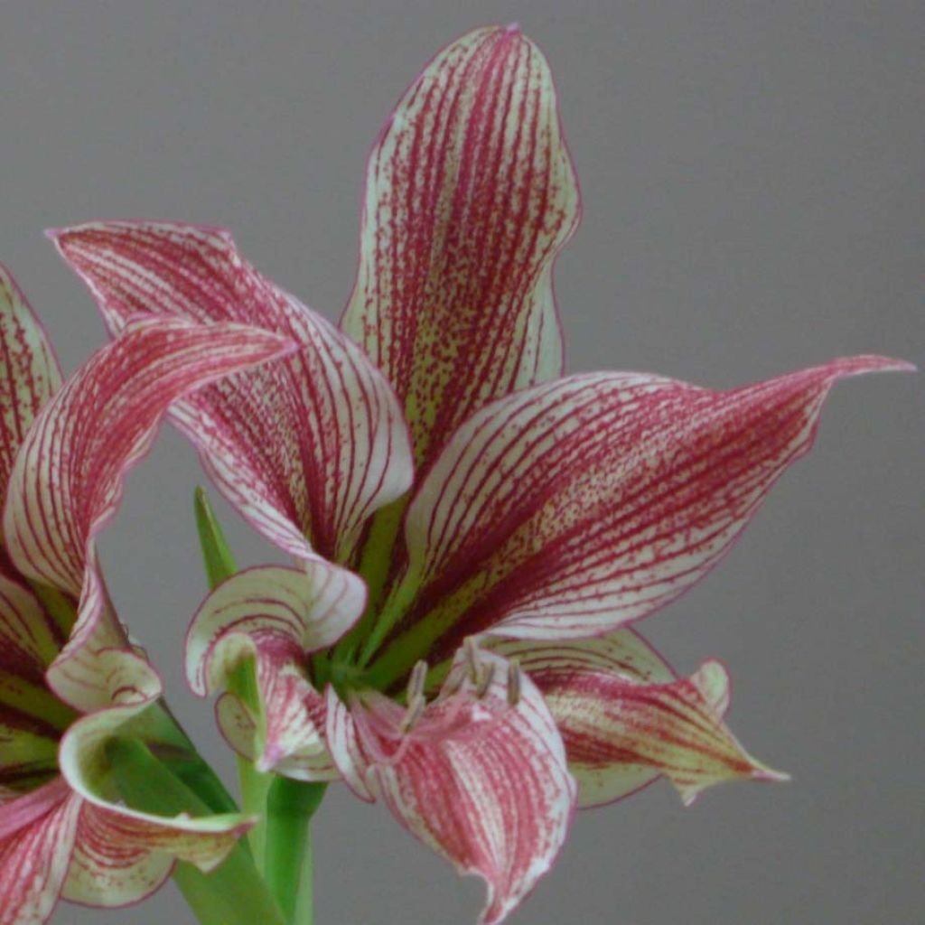 Hippeastrum Exotic Star - Amaryllis