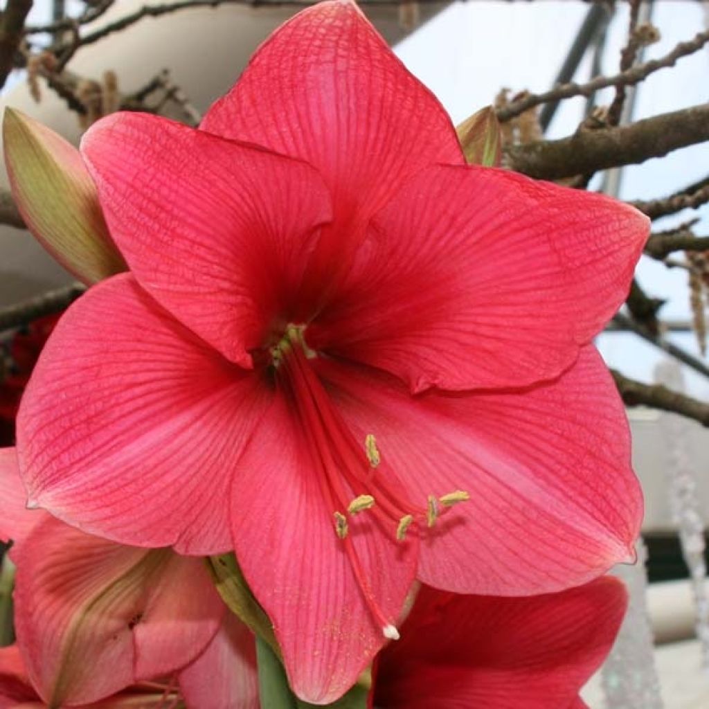 Hippeastrum Hercule - Amaryllis