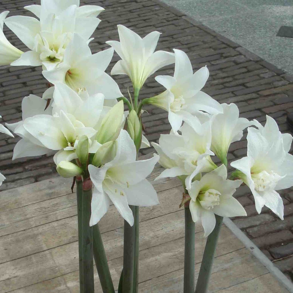 Hippeastrum Jewel - Amaryllis