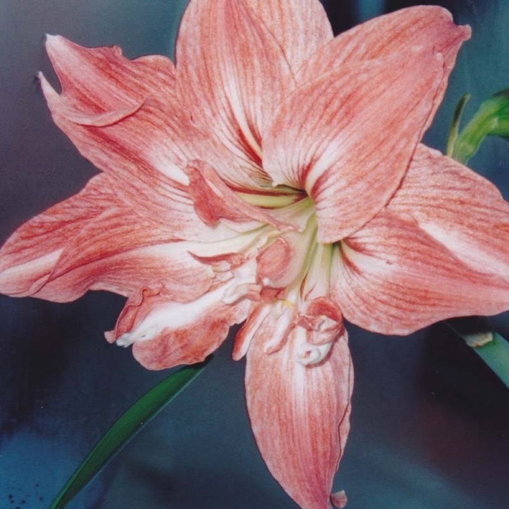 Hippeastrum Lady Jane - Amaryllis
