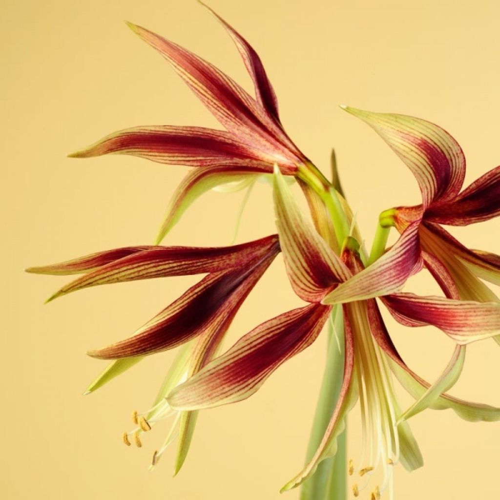 Hippeastrum Lima - Amaryllis