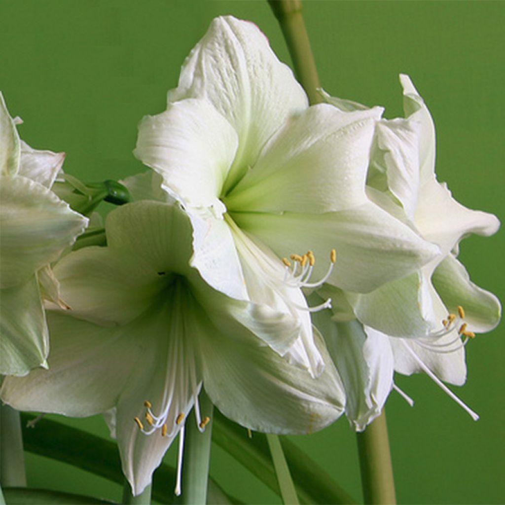 Hippeastrum Luna - Amaryllis