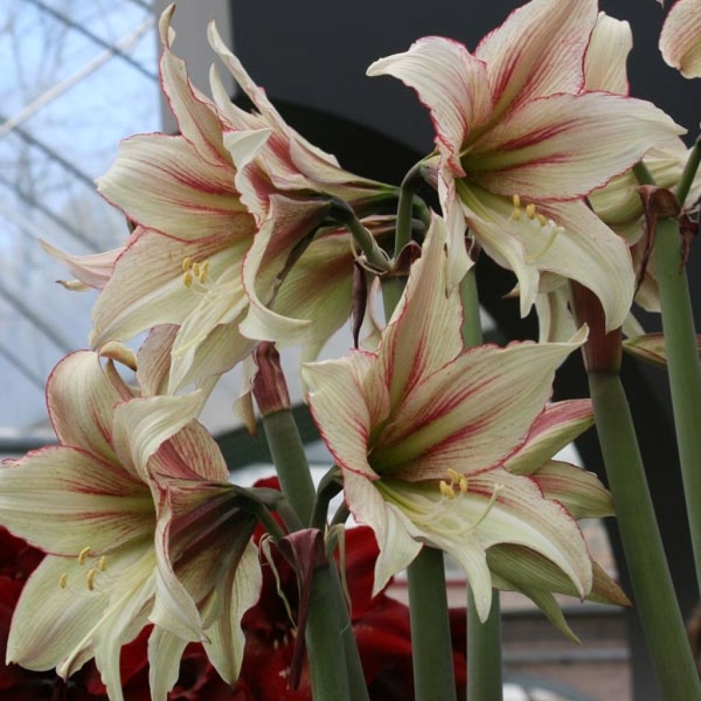 Hippeastrum Magic Green - Amaryllis