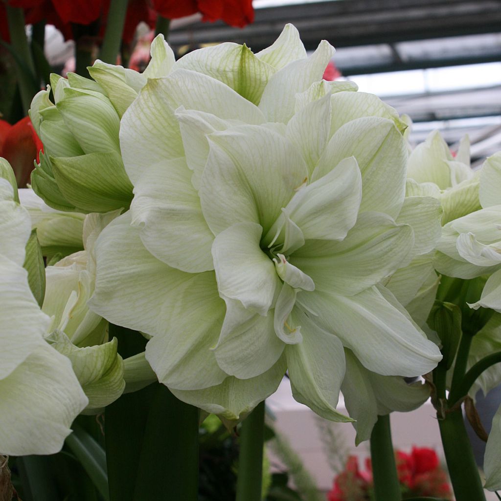 Hippeastrum Marilyn - Amaryllis