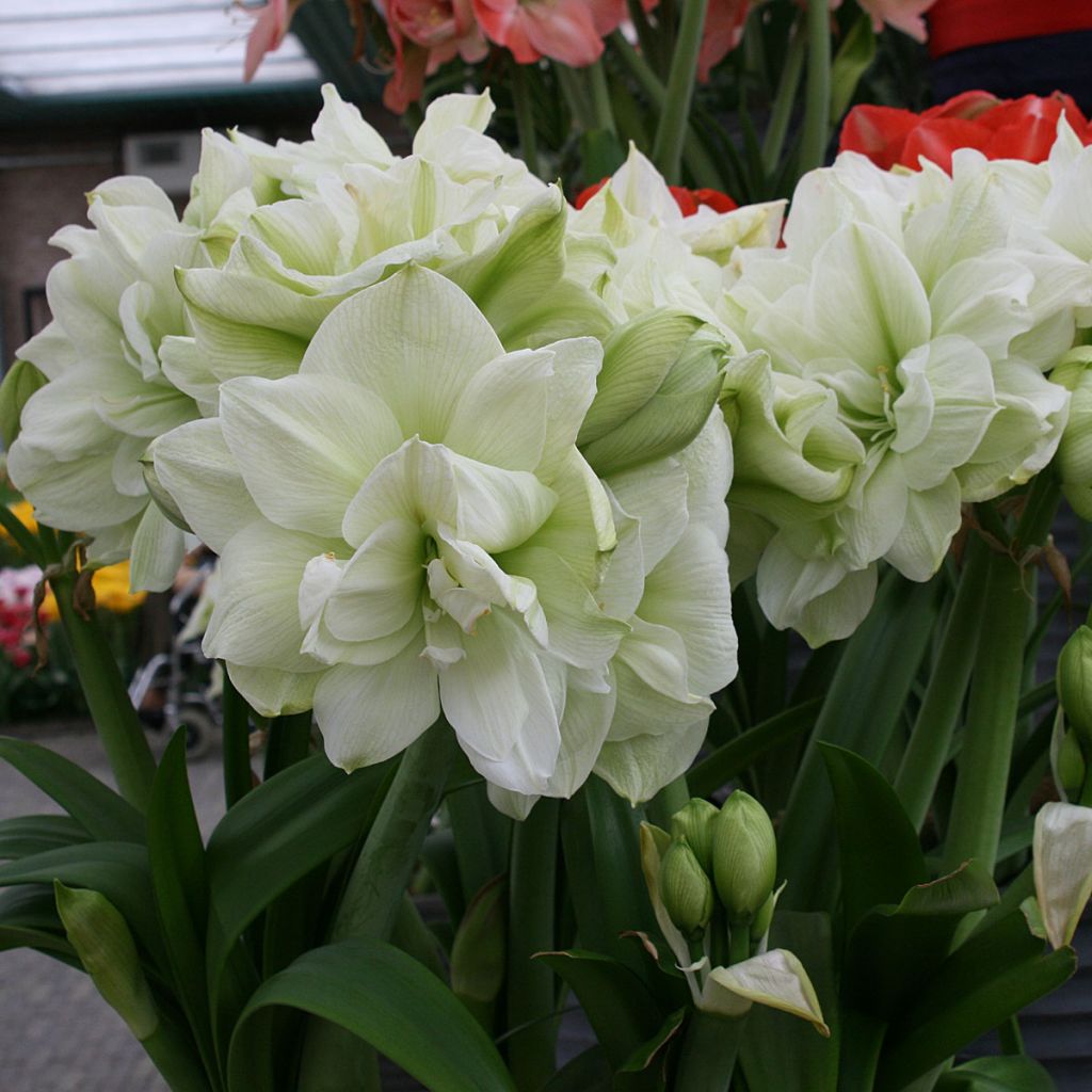 Hippeastrum Marilyn - Amaryllis