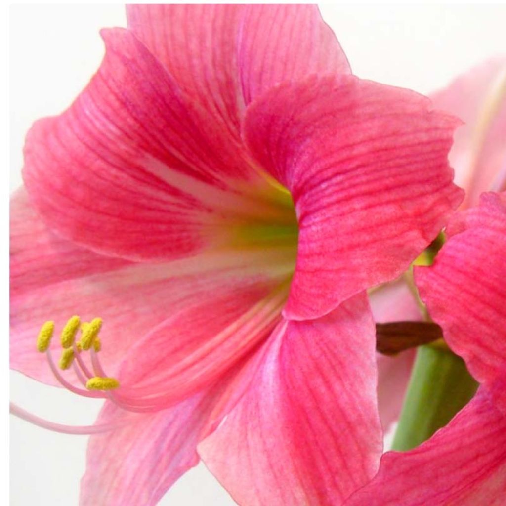 Hippeastrum Neon - Amaryllis