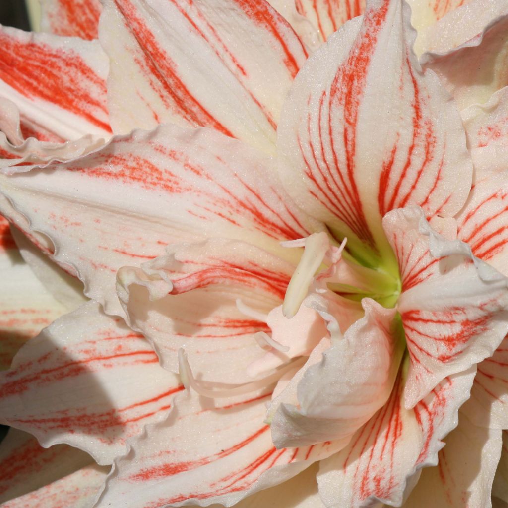 Hippeastrum Nymph - Amaryllis