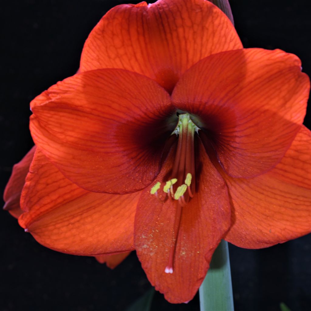 Hippeastrum Orange Souvereign - Amaryllis
