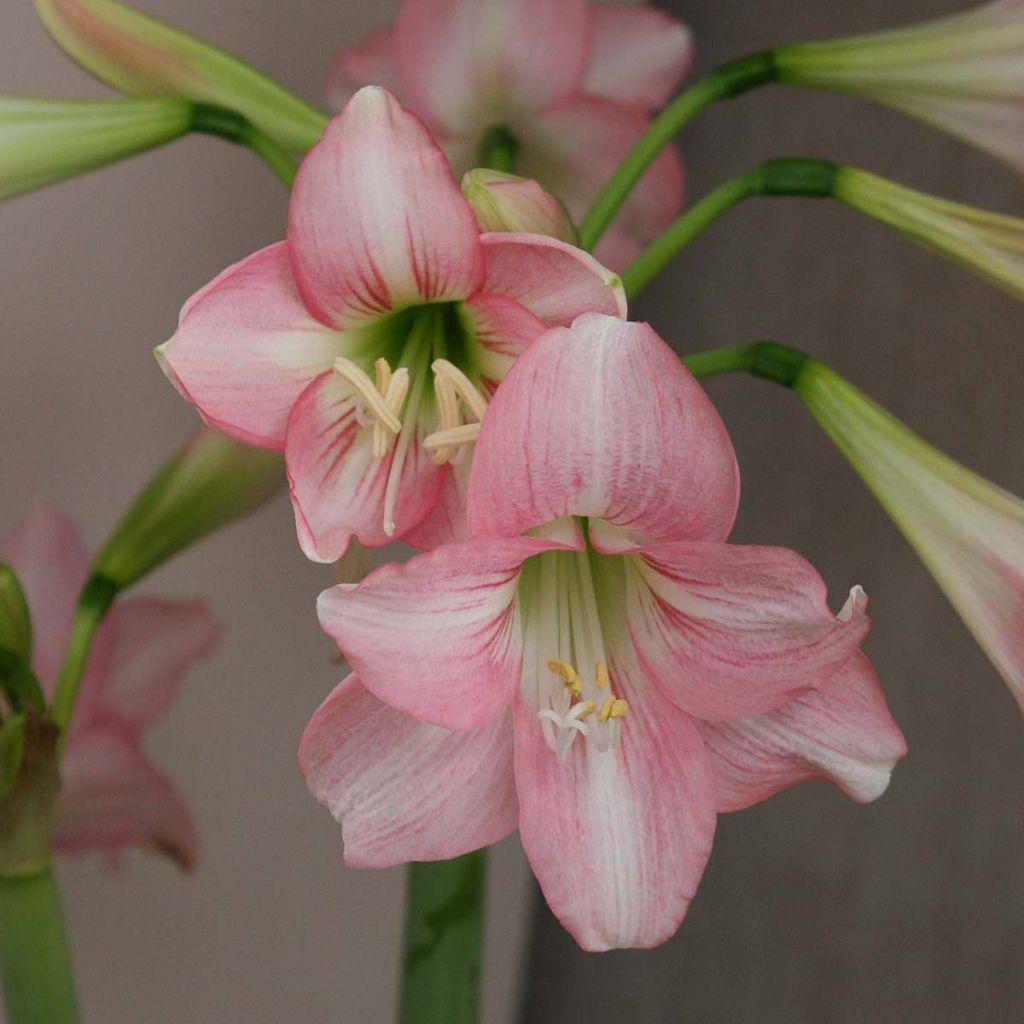 Hippeastrum Pink Rascal - Amaryllis