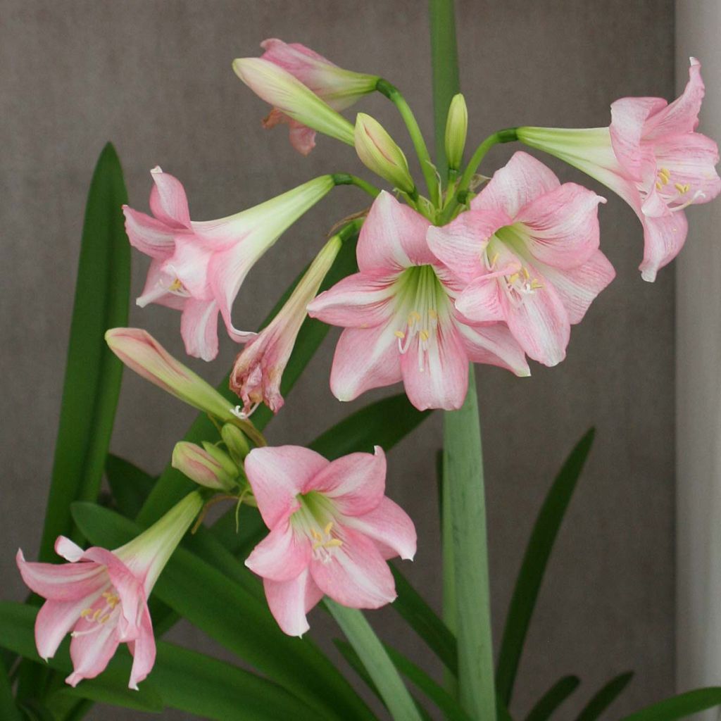 Hippeastrum Pink Rascal - Amaryllis