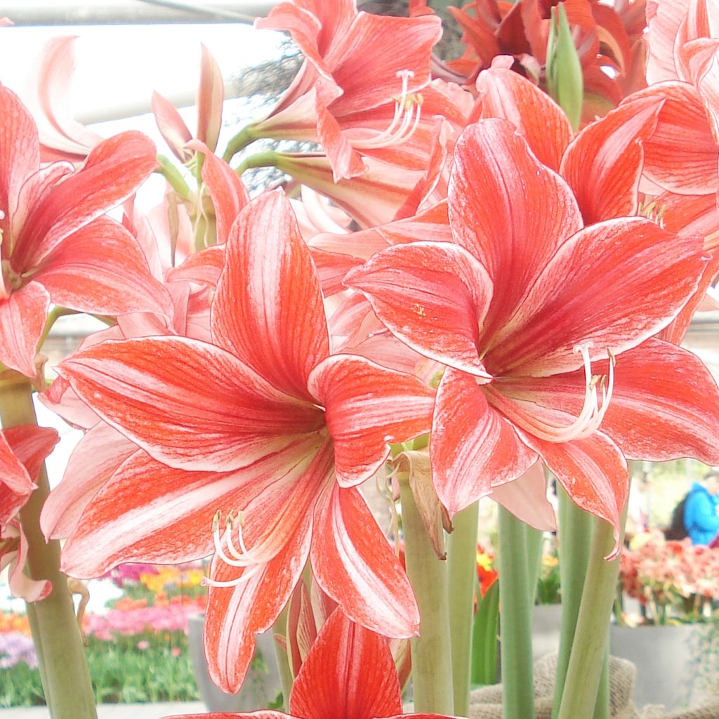 Hippeastrum Pyjama Party - Amaryllis
