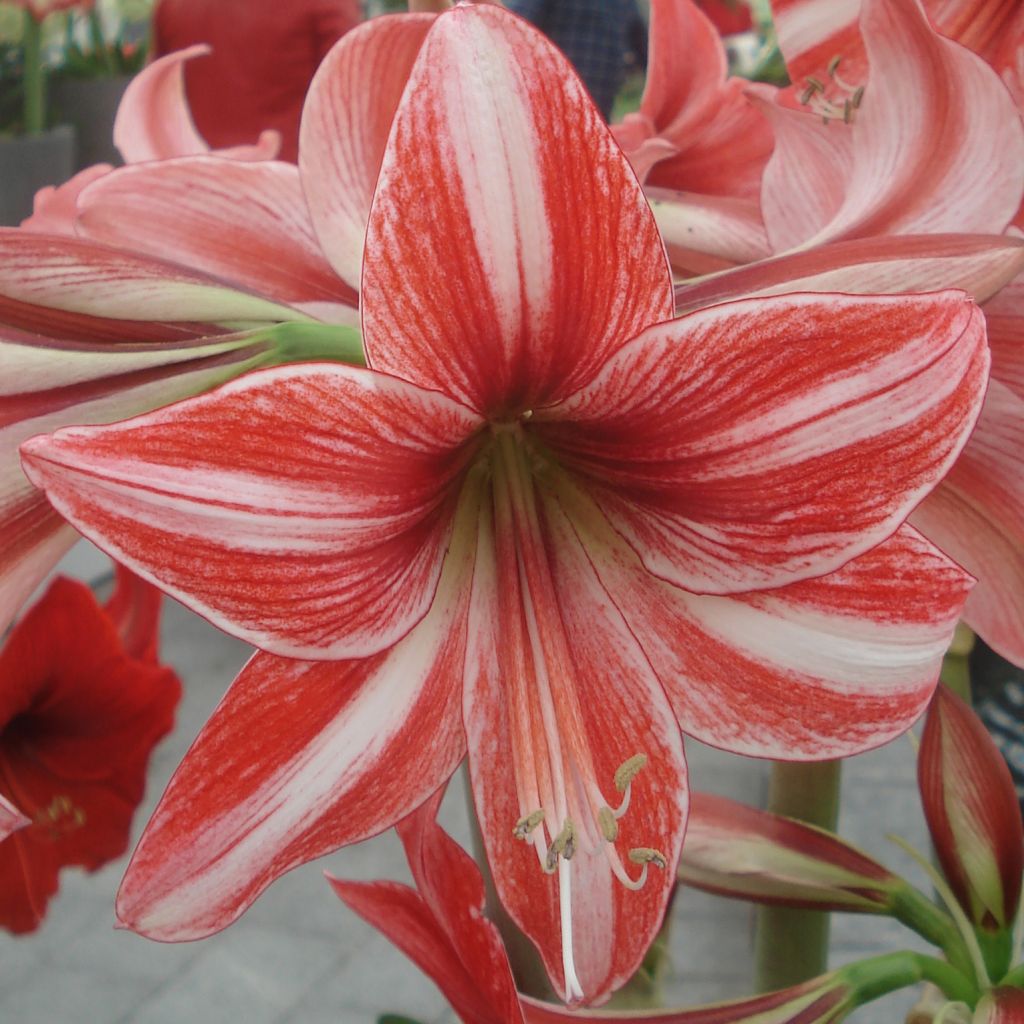 Hippeastrum Pyjama Party - Amaryllis