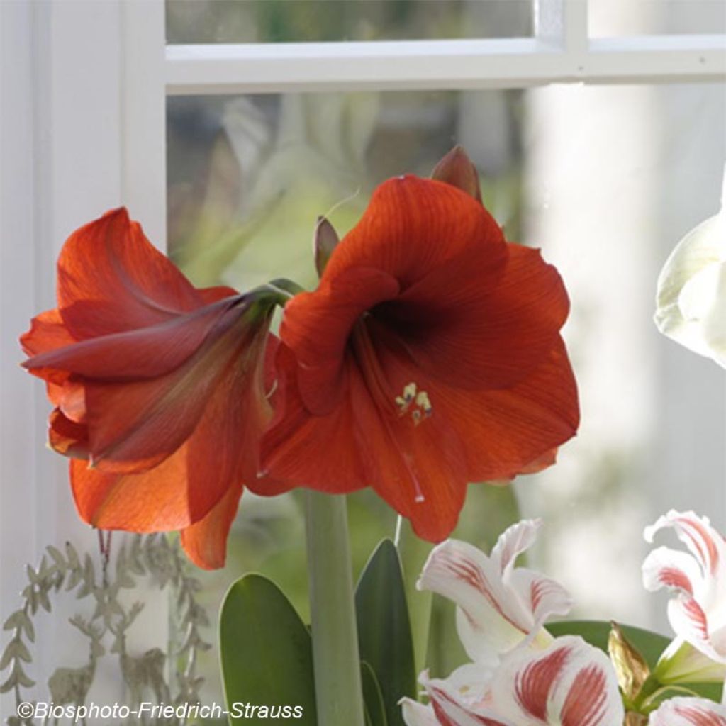 Hippeastrum Red Lion - Amaryllis