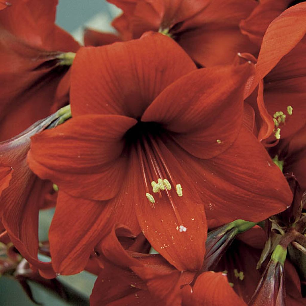 Hippeastrum Red Sensation - Amaryllis