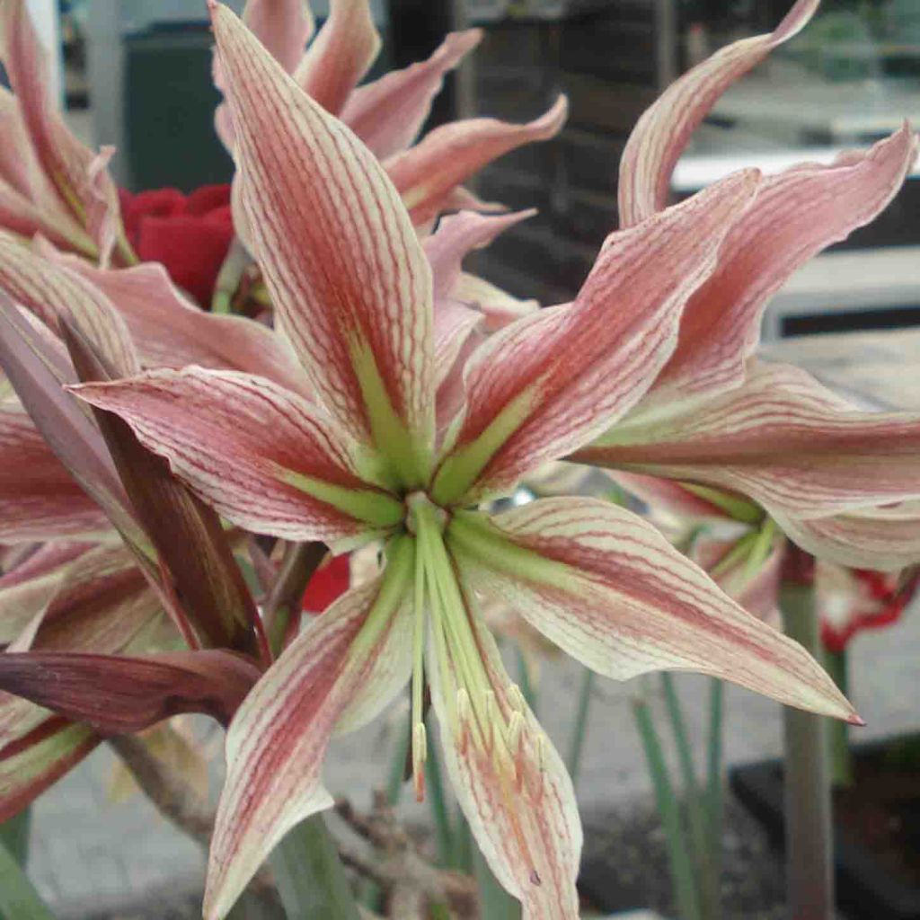 Hippeastrum Rio Negro - Amaryllis