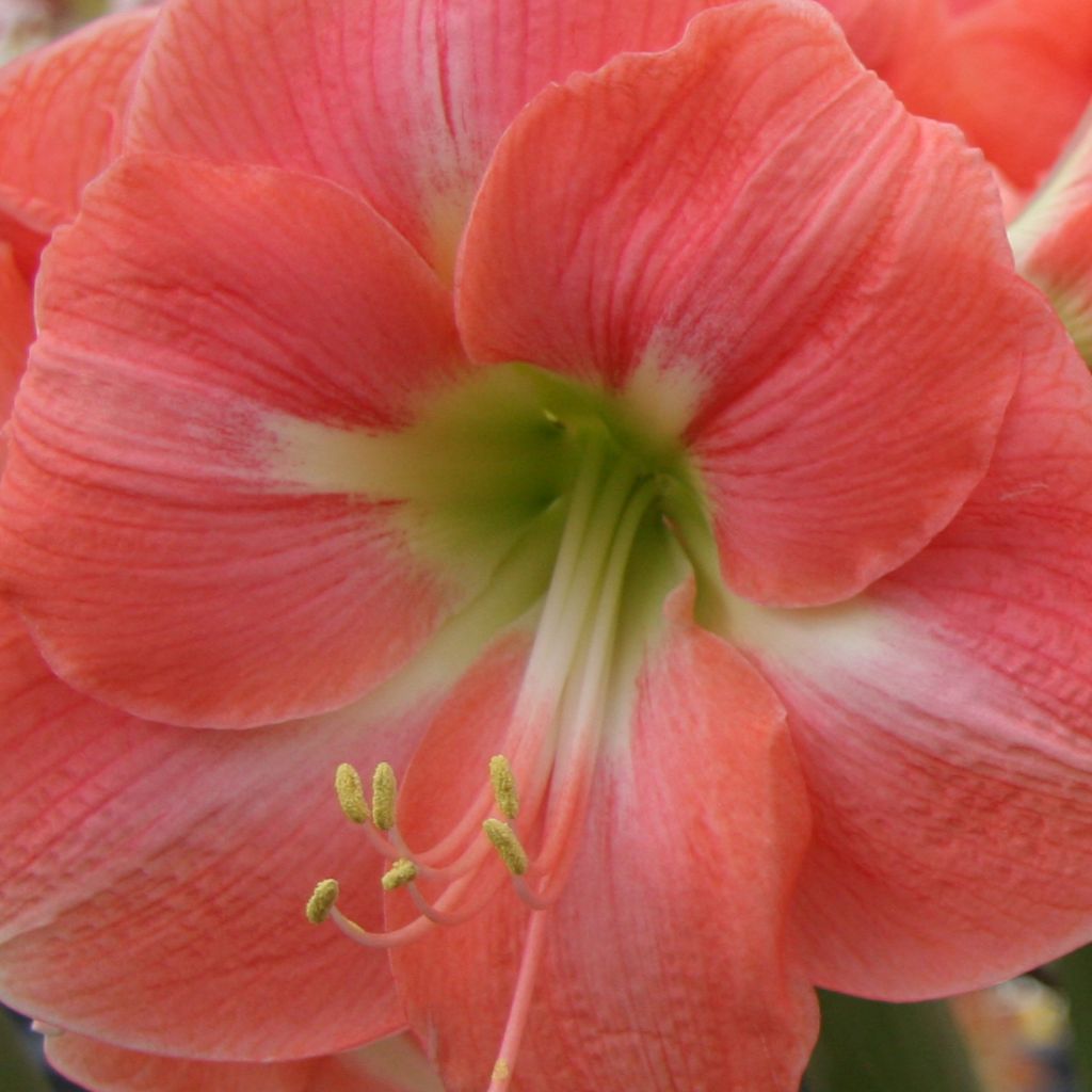 Hippeastrum Rosalie - Amaryllis