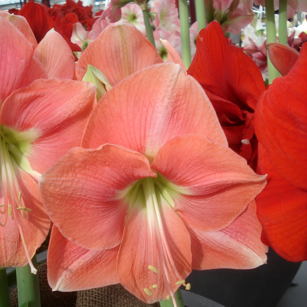 Hippeastrum Rosalie - Amaryllis