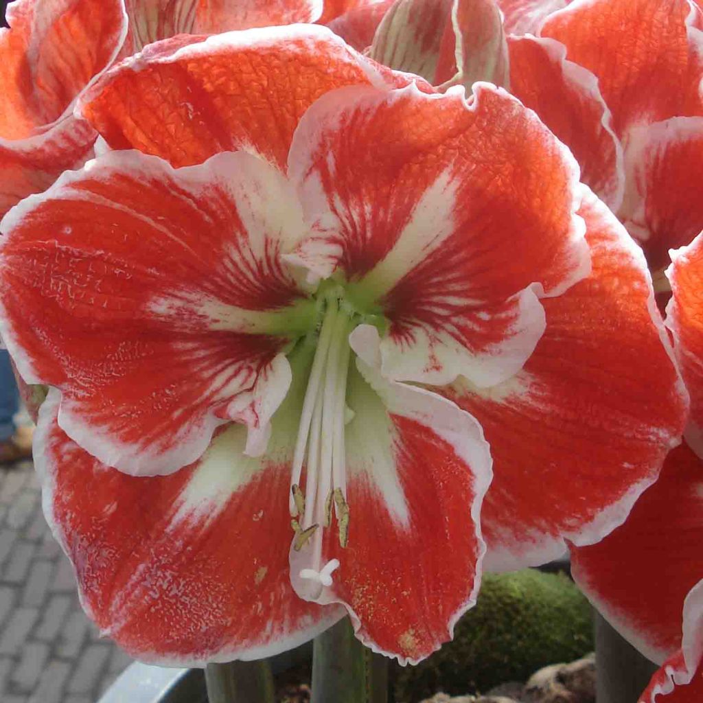 Hippeastrum Samba - Amaryllis