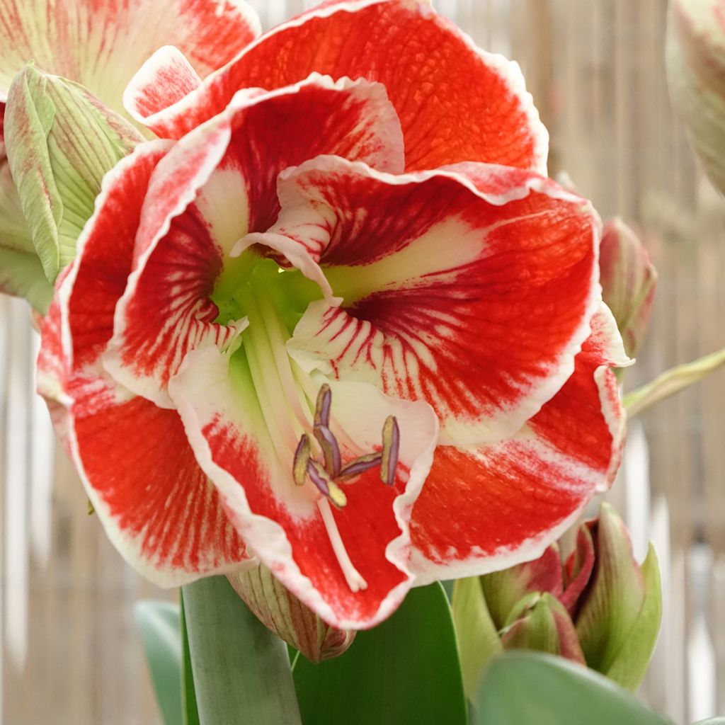 Hippeastrum Samba - Amaryllis