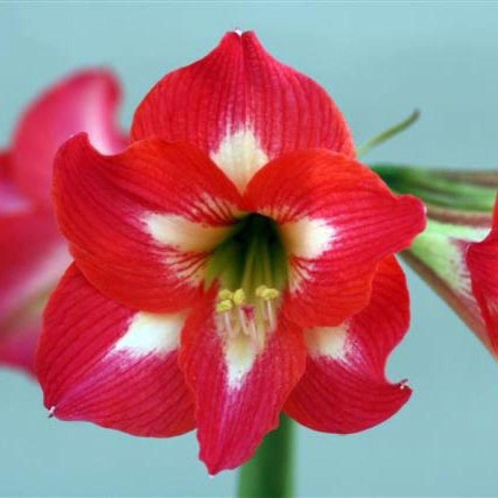 Hippeastrum  Sleeping Beauty
