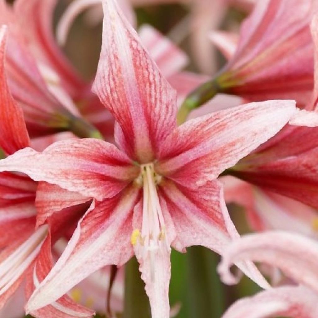 Hippeastrum  Sweet Lilian