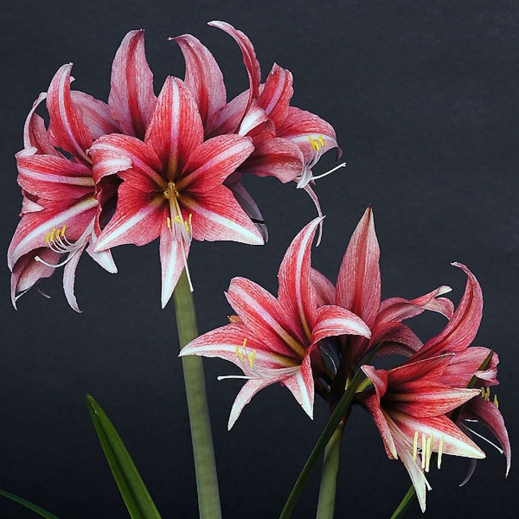 Hippeastrum  Sweet Lilian