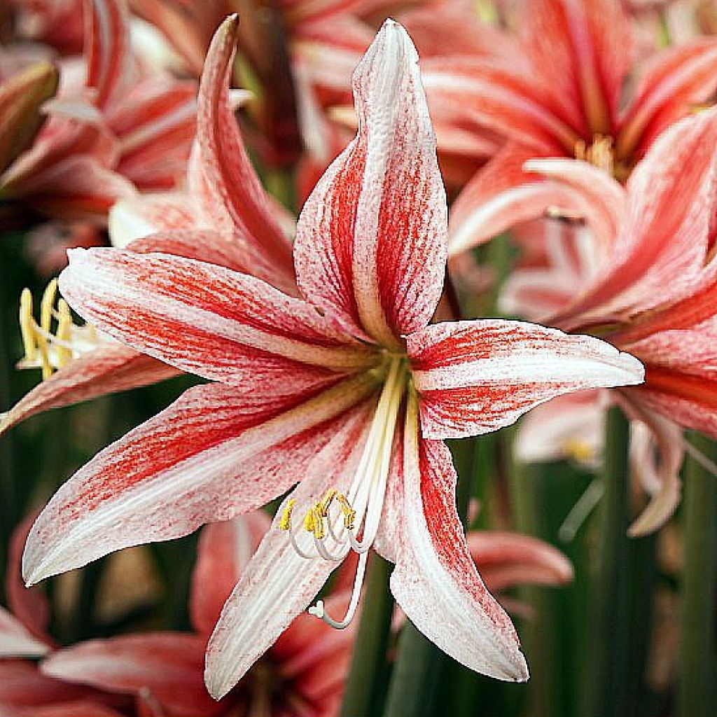 Hippeastrum  Sweet Lilian