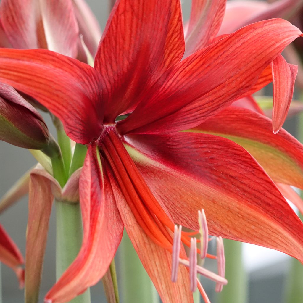 Hippeastrum Bogota - Amaryllis