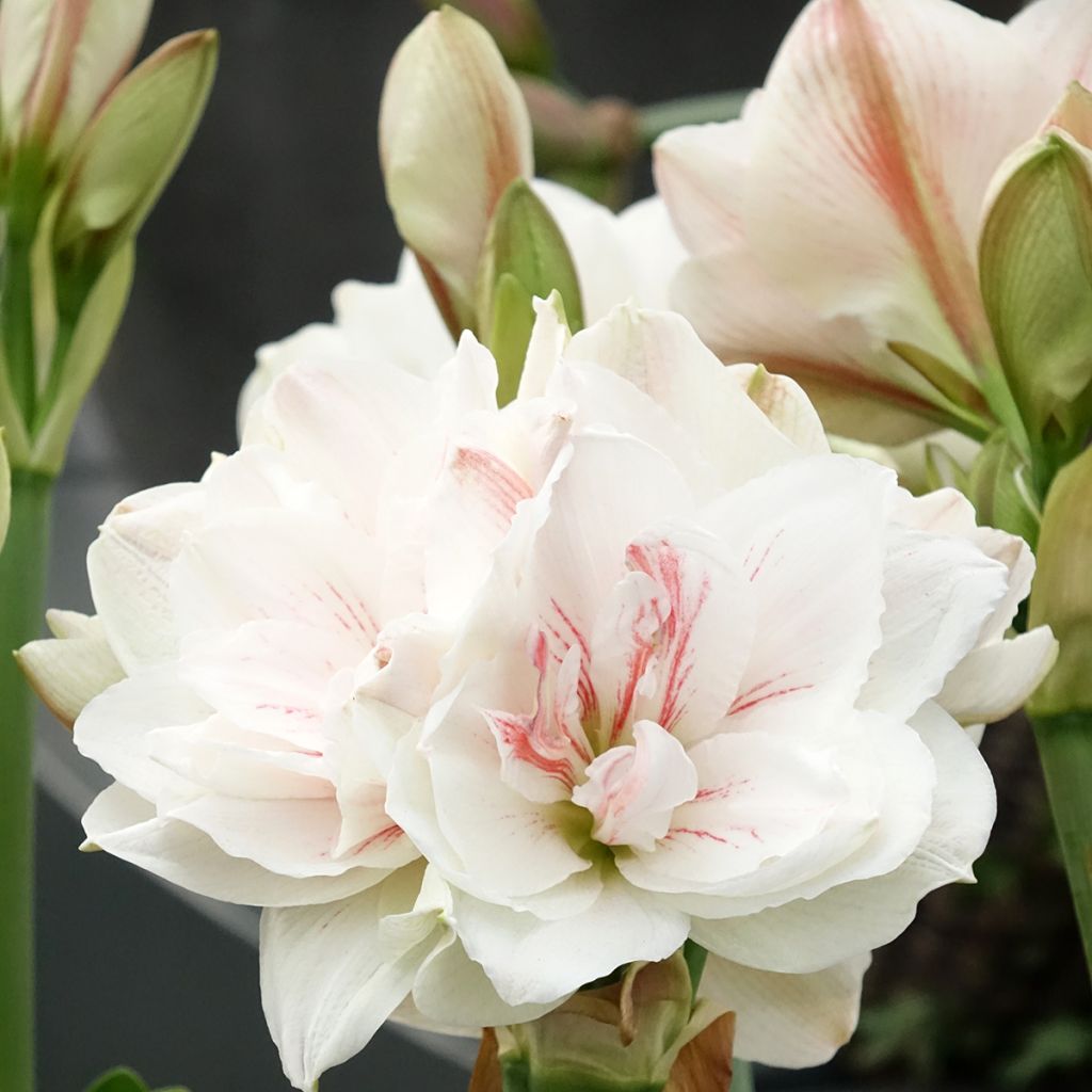 Hippeastrum Aquaro - Amaryllis