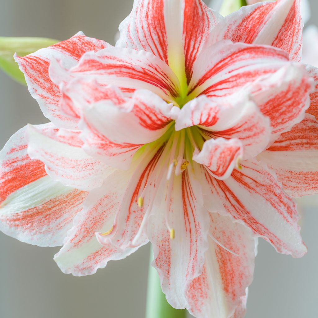 Hippeastrum Nymph - Amaryllis