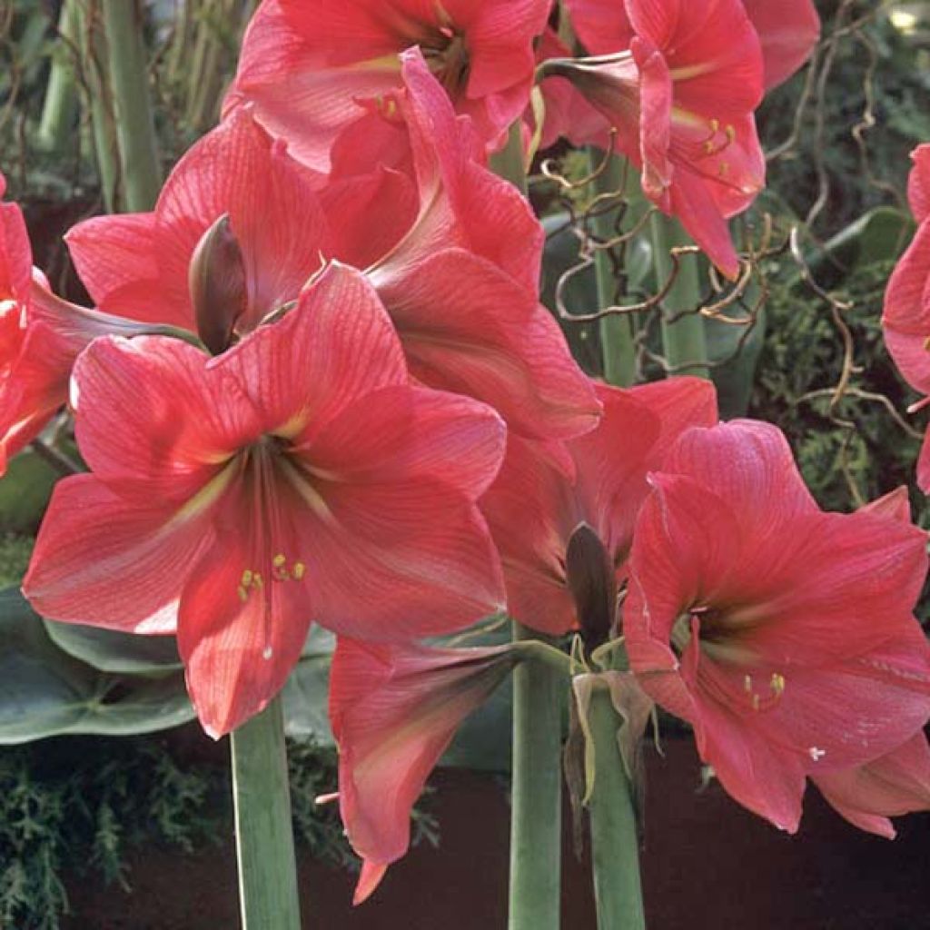 Hippeastrum Hercule - Amaryllis