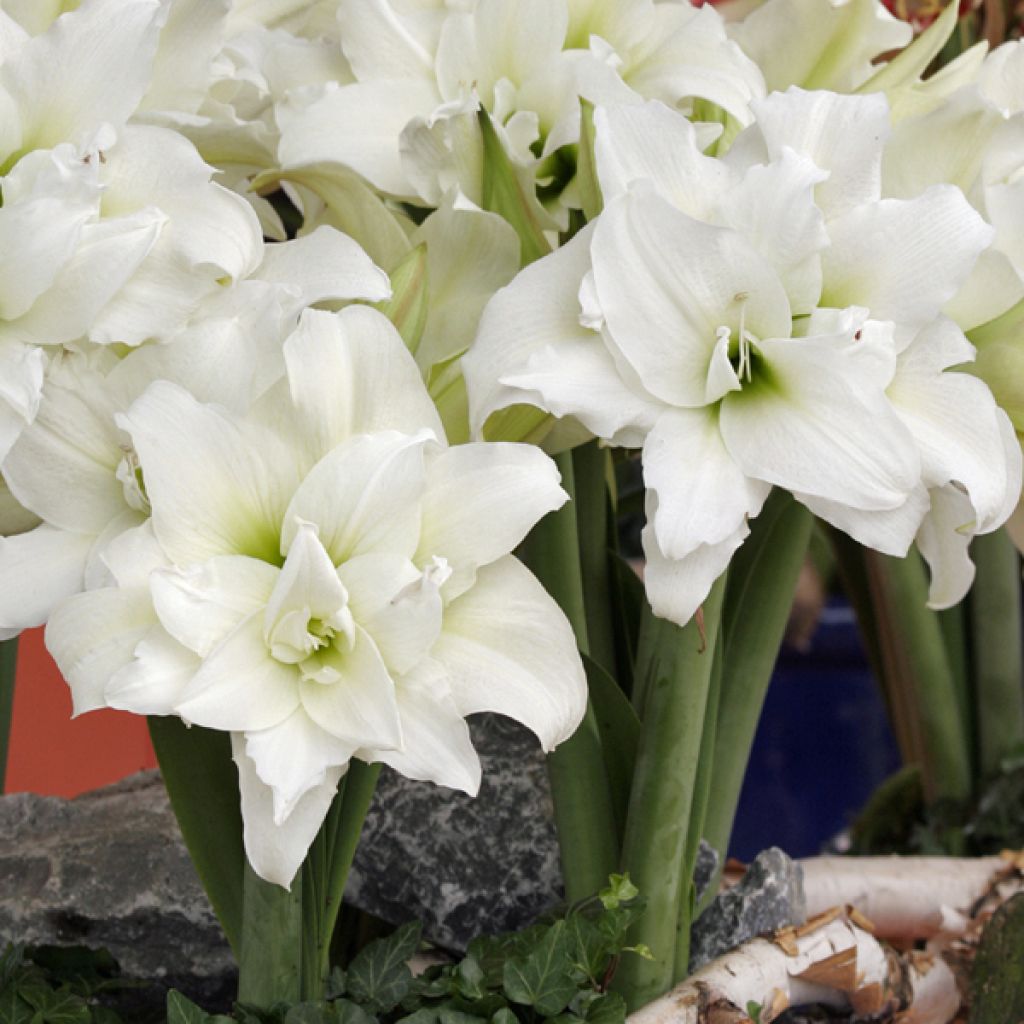 Hippeastrum Ice Queen - Amaryllis