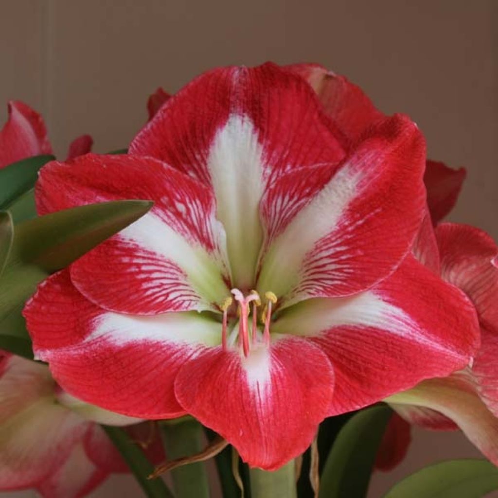 Hippeastrum Minerva - Amaryllis