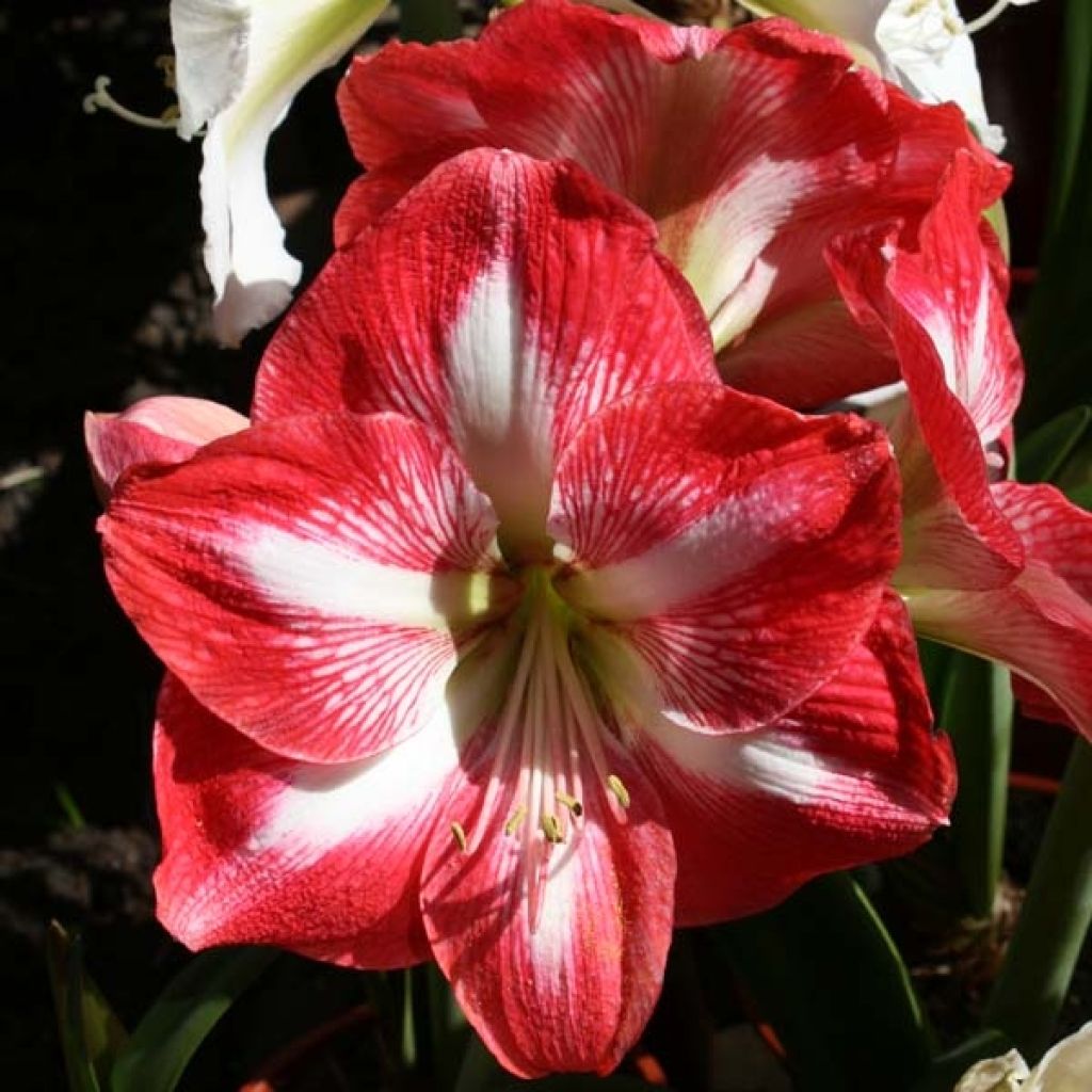 Hippeastrum Minerva - Amaryllis