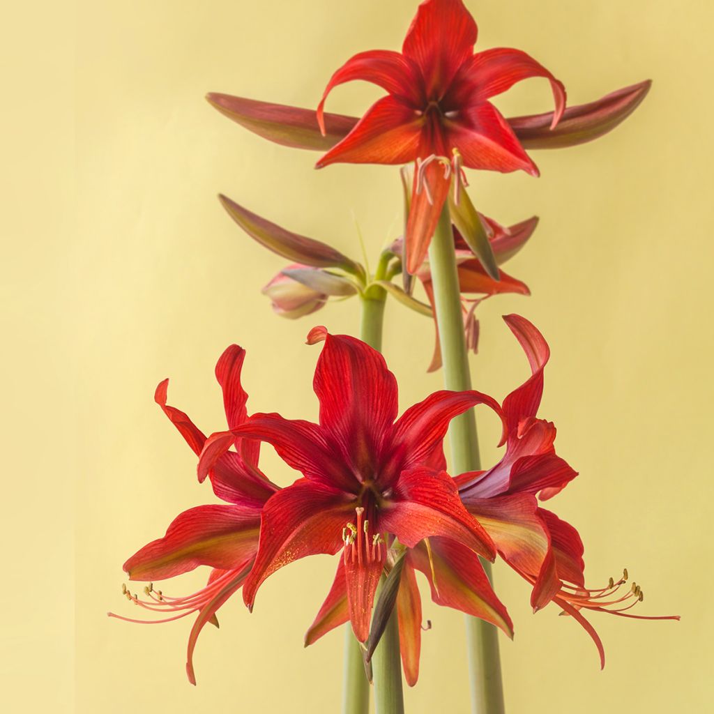 Hippeastrum Bogota - Amaryllis