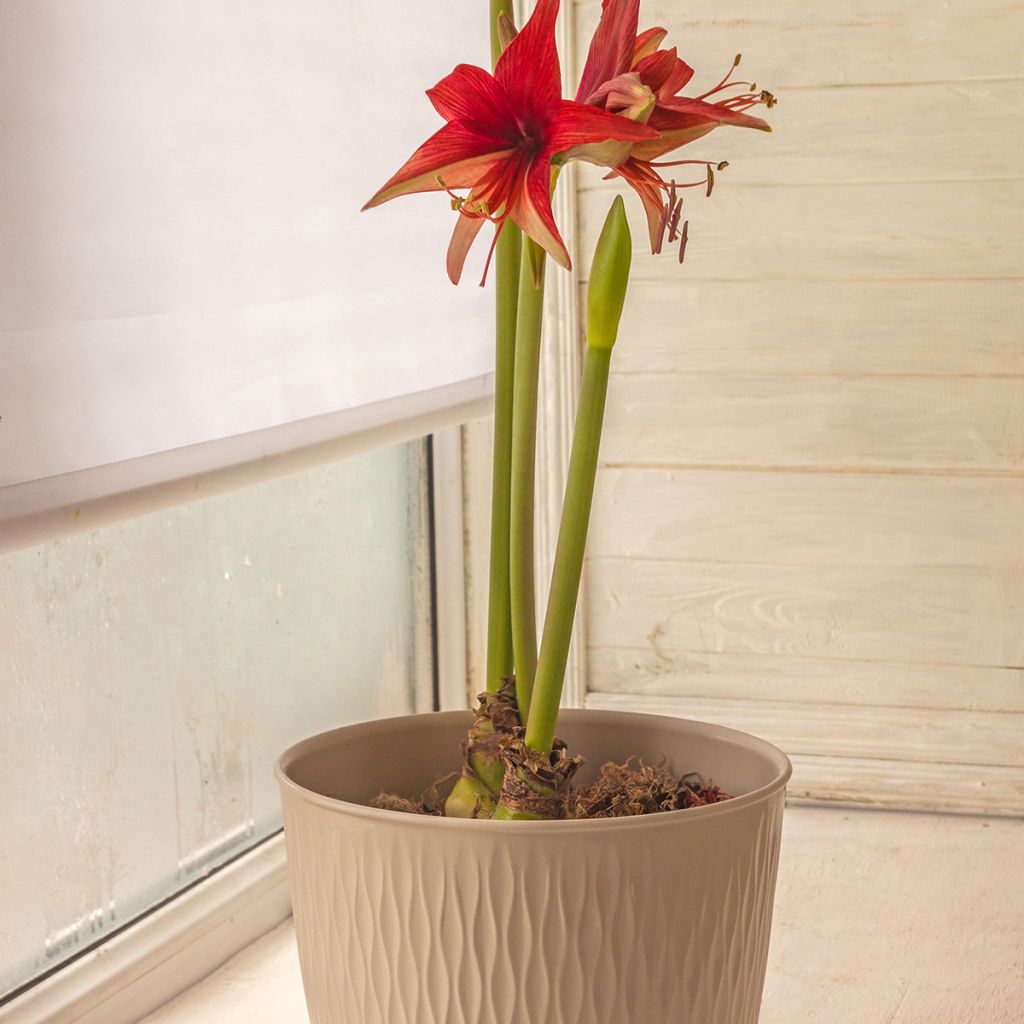 Hippeastrum Bogota - Amaryllis
