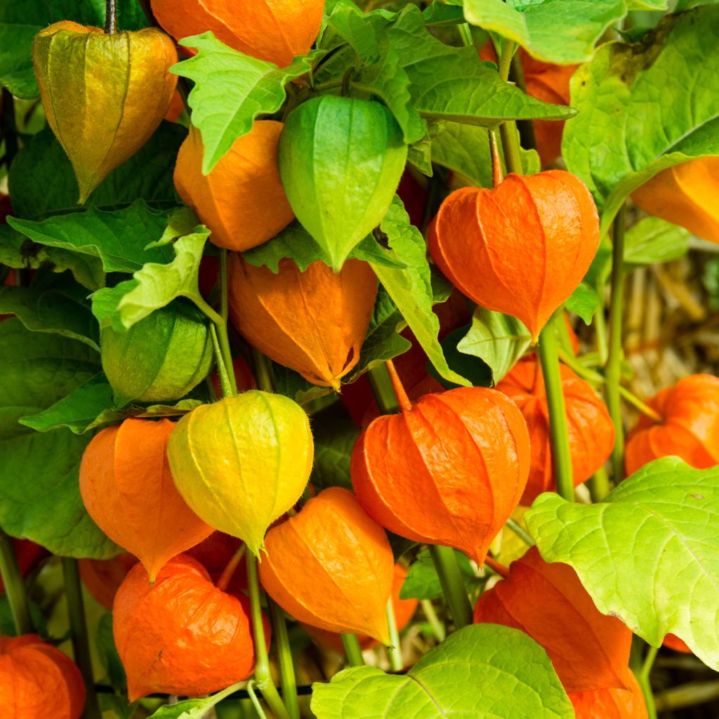 Physalis alkekengi var. franchetii