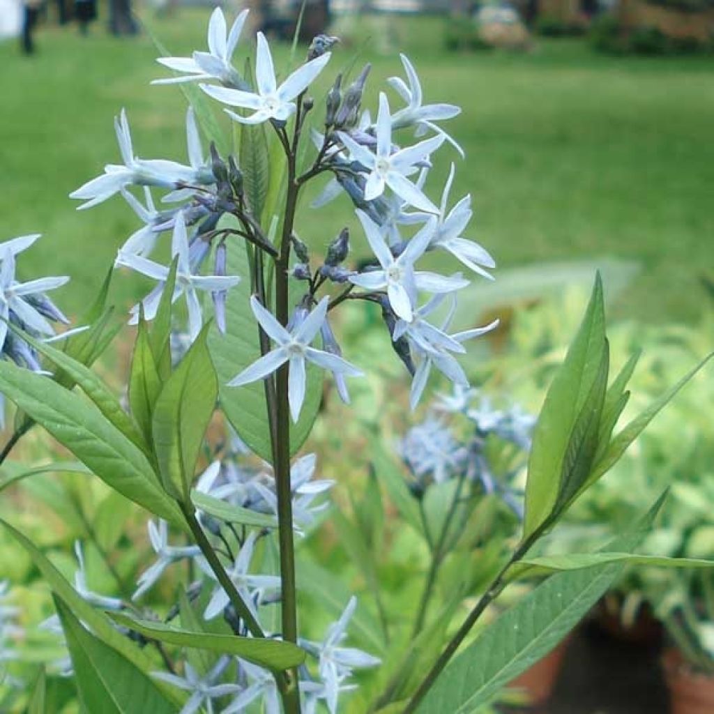 Amsonia tabernaemontana var. salicifolia