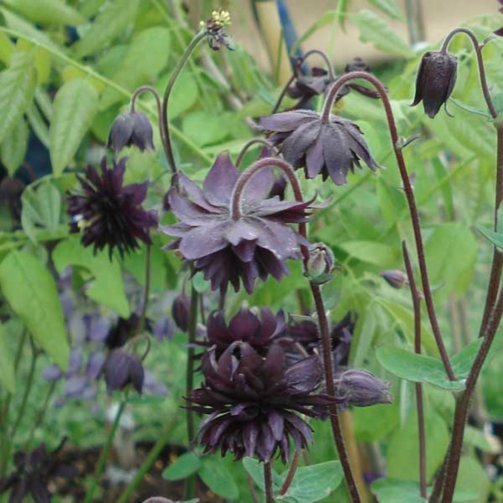 Aquilegia vulgaris var. stellata Black Barlow - Columbine
