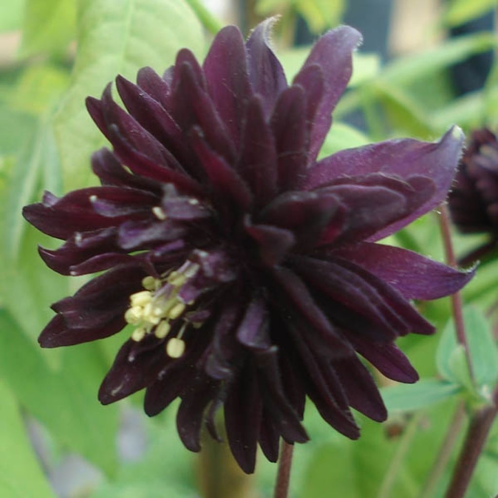 Aquilegia vulgaris var. stellata Black Barlow - Columbine
